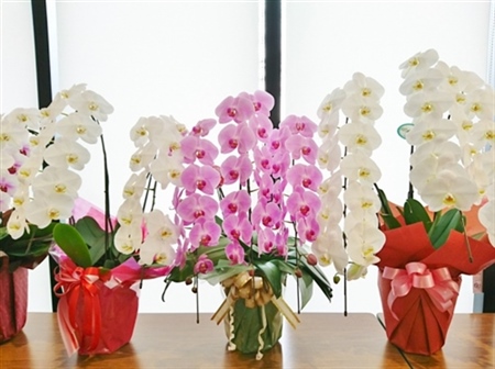 3つ並んだ胡蝶蘭の鉢植え画像