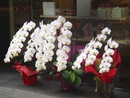 開店祝いの胡蝶蘭の写真