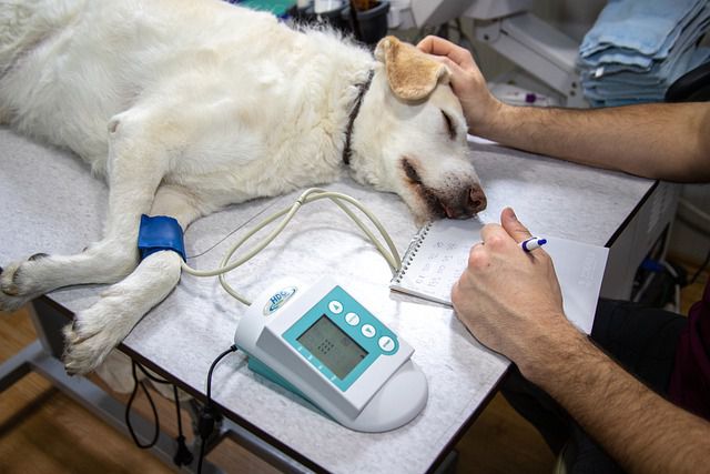 動物病院で治療を受ける犬の画像