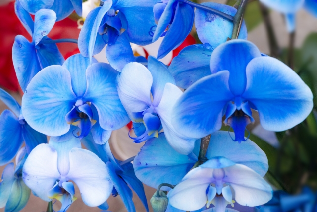青い胡蝶蘭の写真