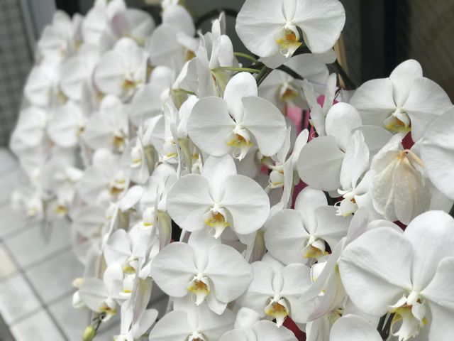 華やかな胡蝶蘭の写真