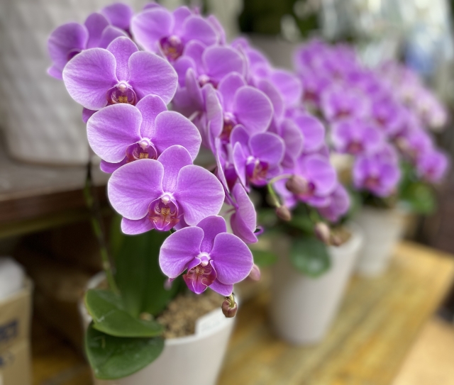 紫のミニ胡蝶蘭の写真