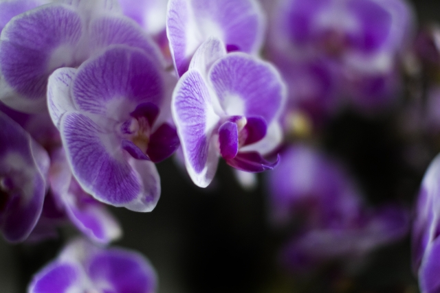 紫の胡蝶蘭画像