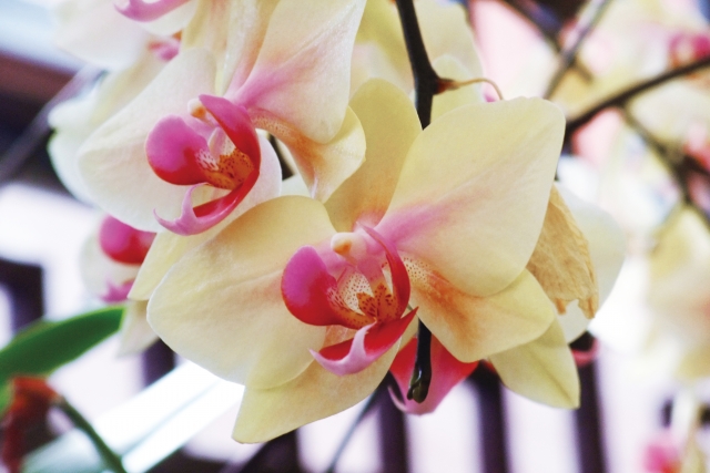 黄色い胡蝶蘭の写真