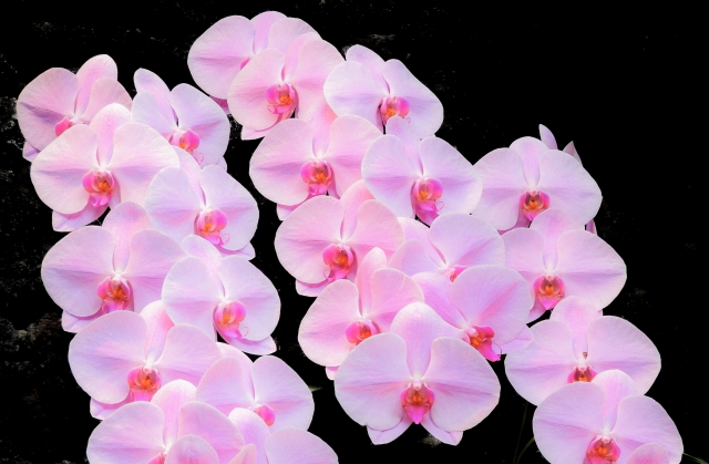 ピンク色した胡蝶蘭の写真