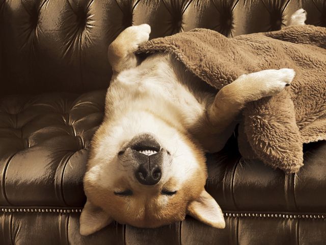 疲れて眠る柴犬の画像